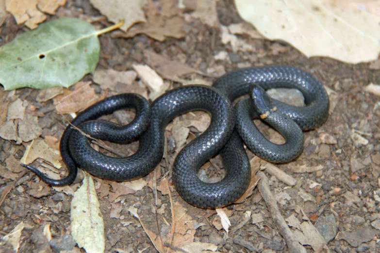 there are two black and brown snakes on the ground