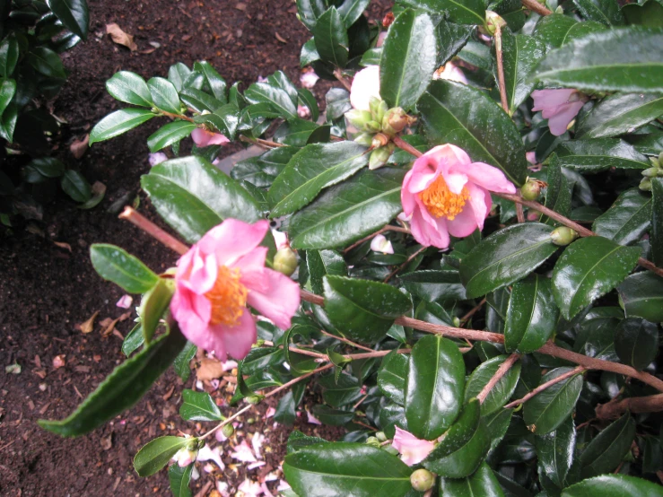 the small pink flowers are growing in the garden