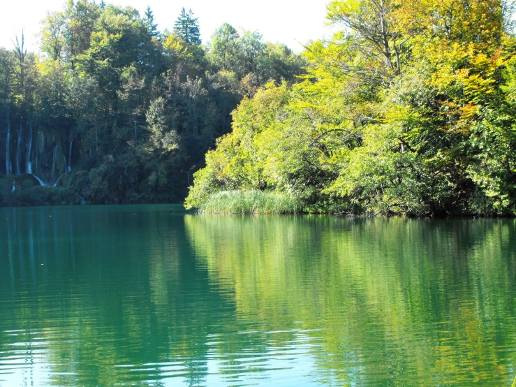 trees near the lake and blue water in the foreground