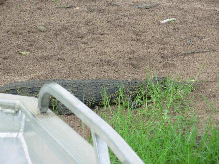 a big brown alligator laying on top of a field next to a fence