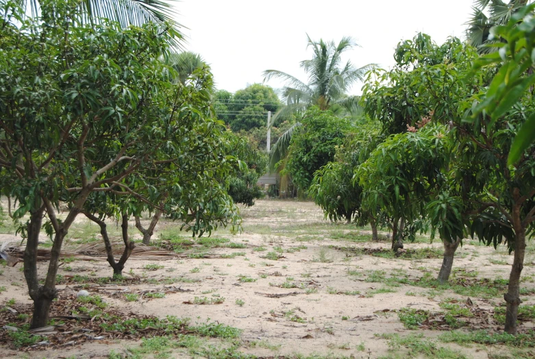 a green jungle is shown with no leaves