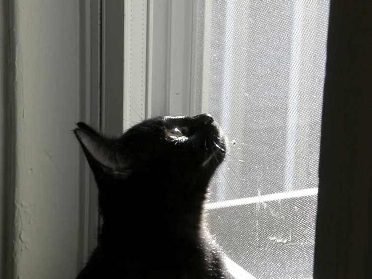 a black cat looking outside of a window