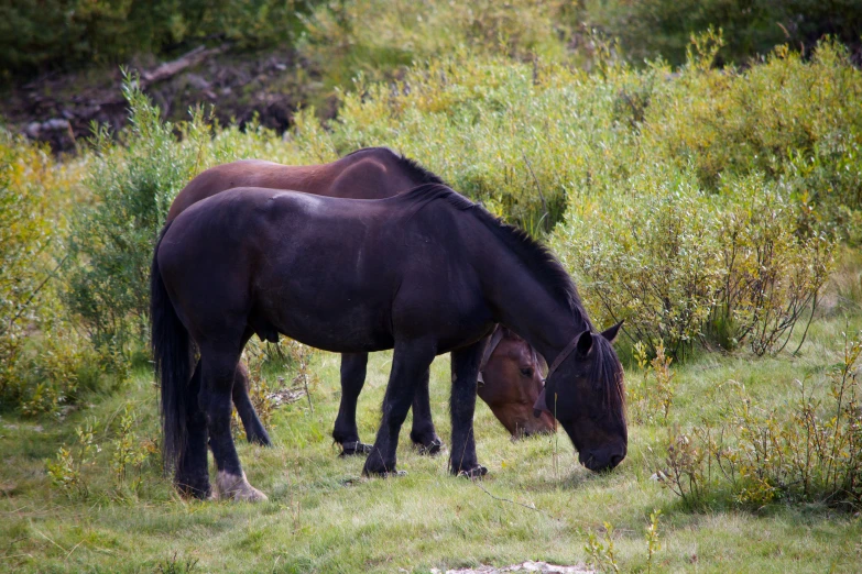 two horses grazing on a lush green hillside