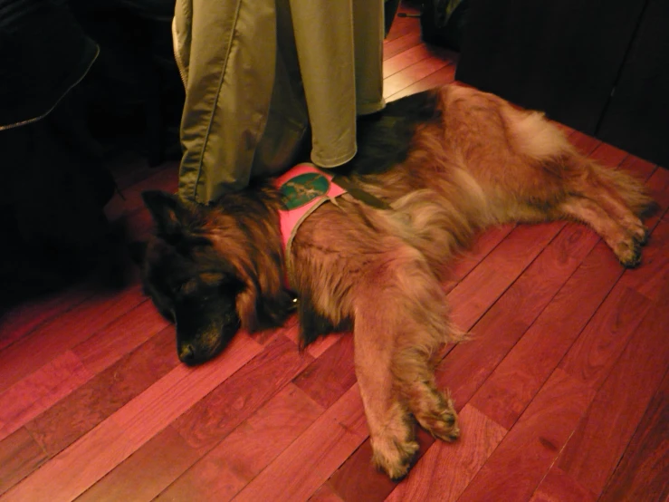 a dog is laying down on the floor next to a man