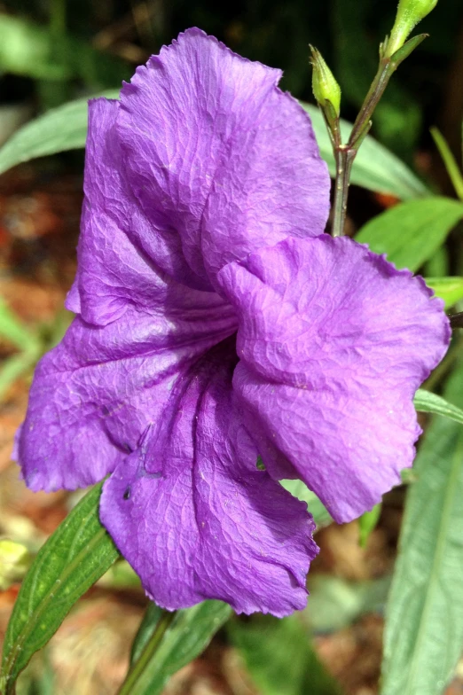 the bright purple flower has been blooming in the grass