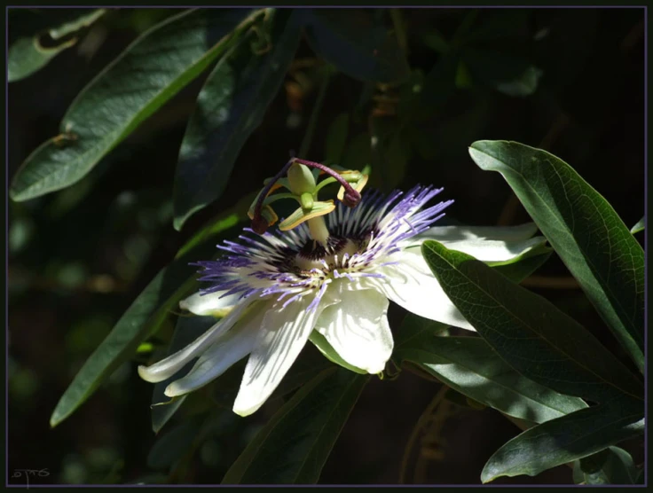 a white flower with purple stamen surrounded by green leaves