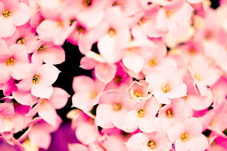 this is pink and white flowers