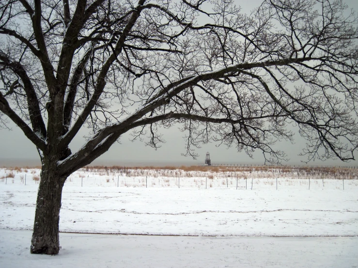 tree sitting in a snowy field with snow covered ground