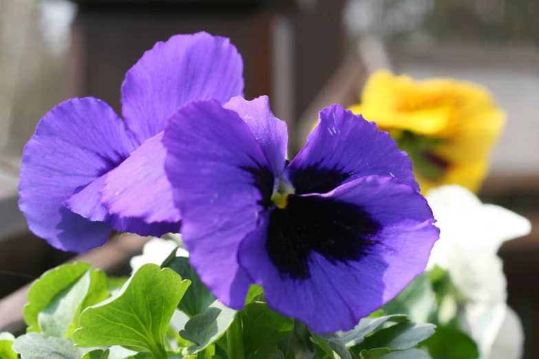 flowers are displayed on the deck overlooking water