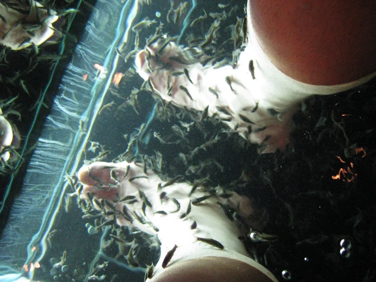 the bottom view of a person's feet with fish in water