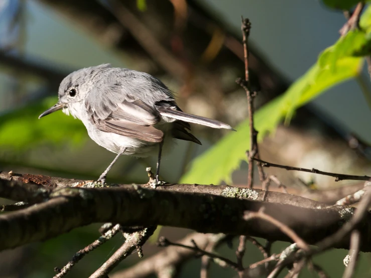 a small bird sitting on top of a nch