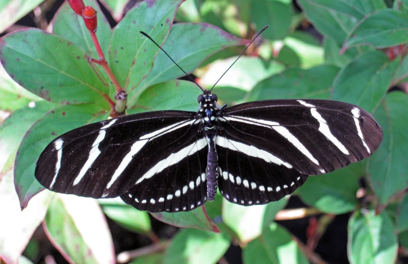 a erfly sits on top of a leaf