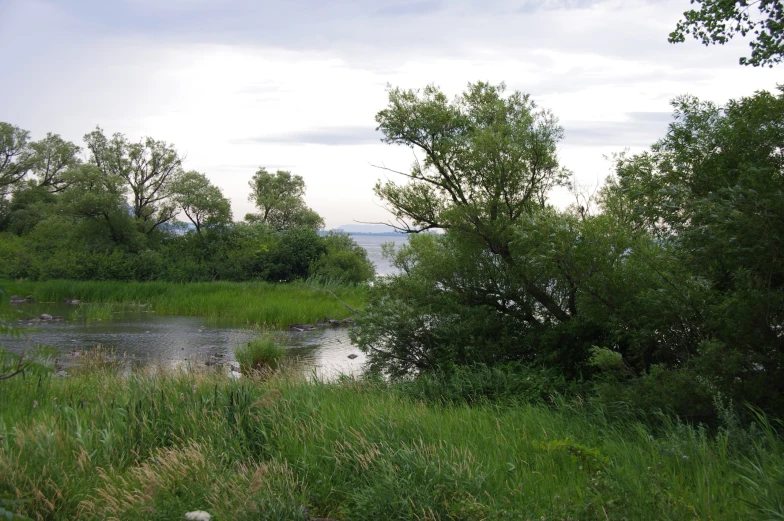 a river with small stream in grassy area