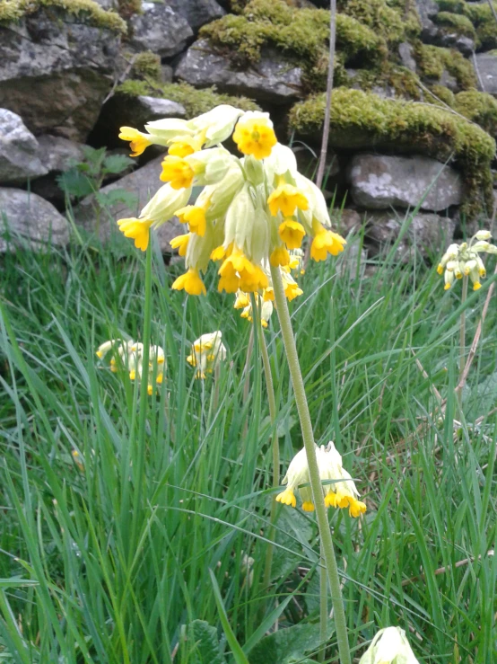 yellow flowers in the grass near rocks