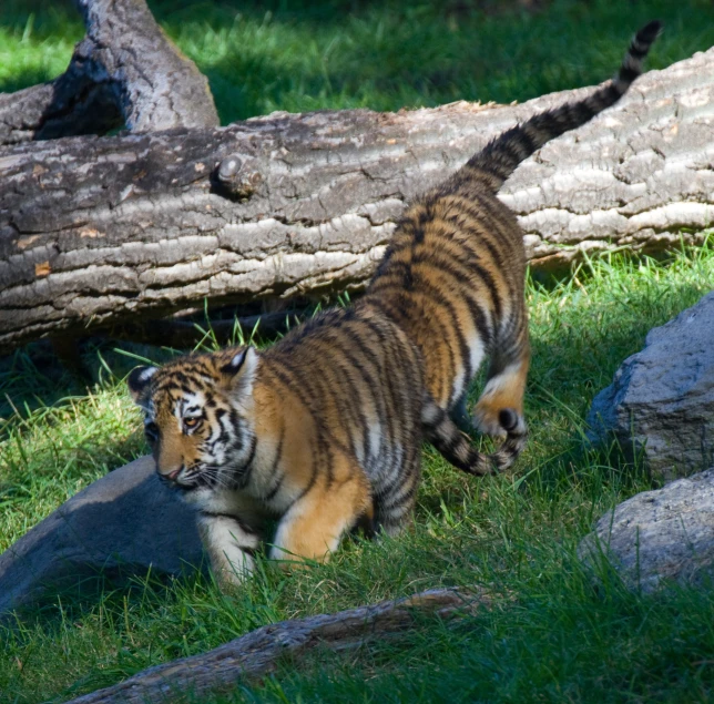 a tiger cub walking on top of a grass covered field