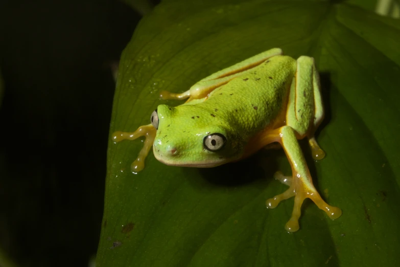 the frog with two black eyes is sitting on a leaf