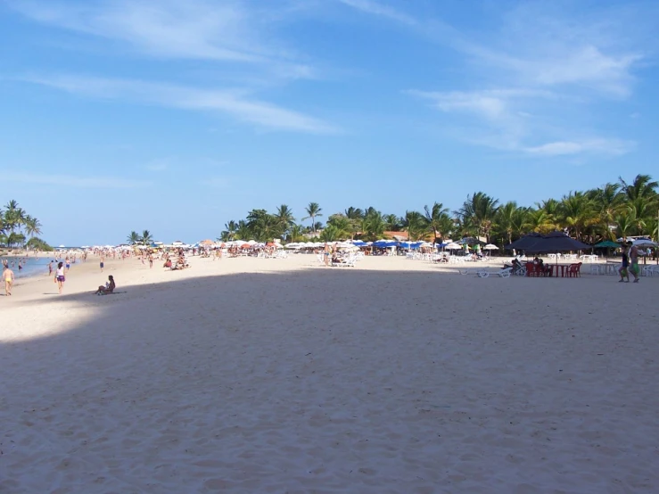 people and palm trees on a tropical beach