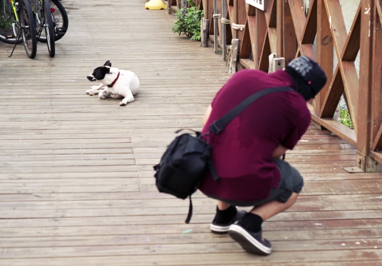 a person and their dog on a wooden walkway