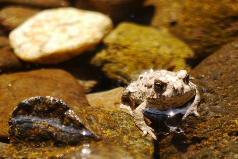 a frog on some rocks looking at the camera