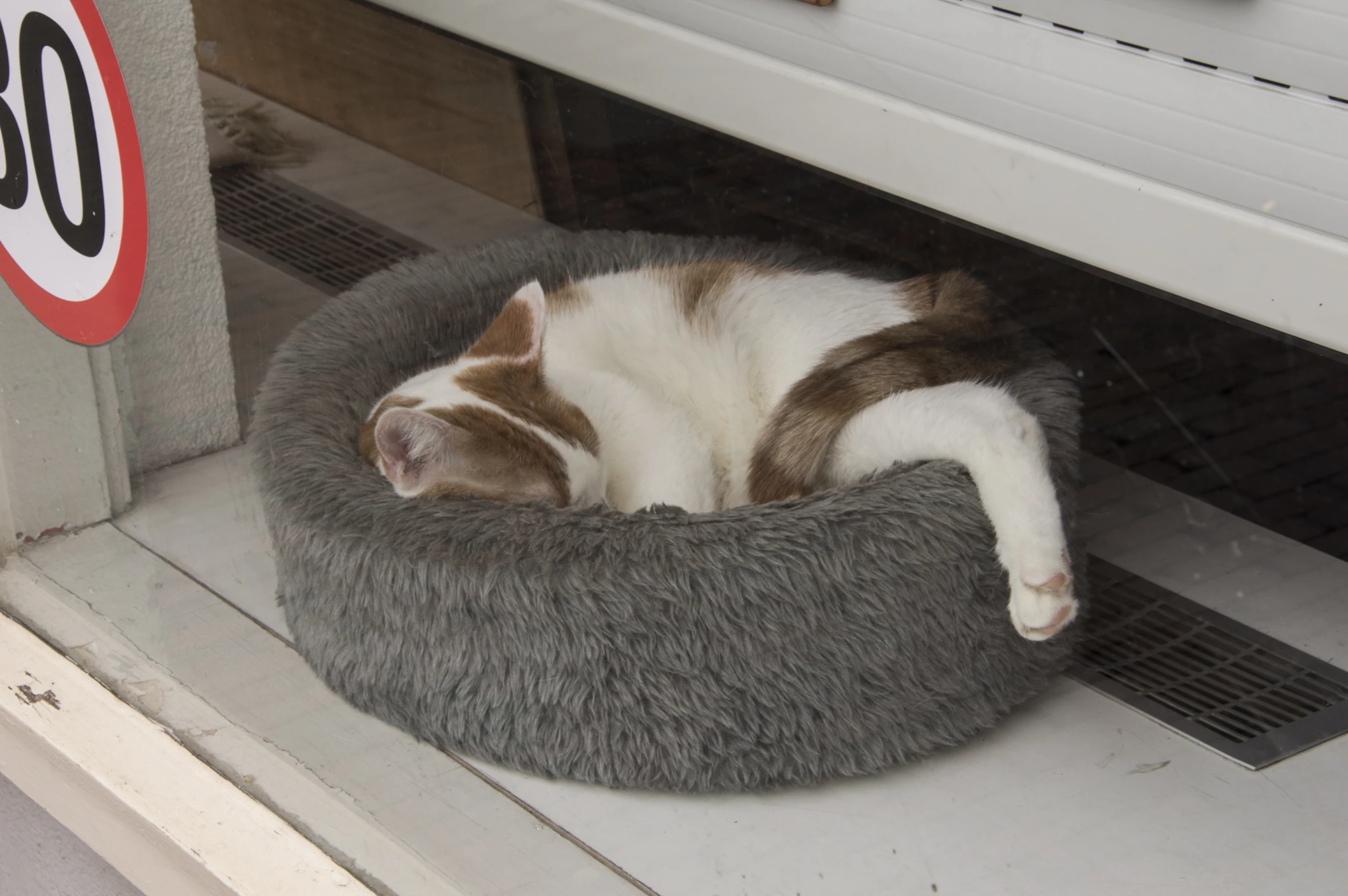 a cat curled up in a pet bed