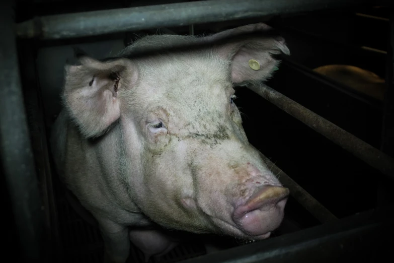 an up close po of a hog with spots on it's face