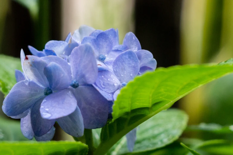 purple flowers blooming on top of green leaves