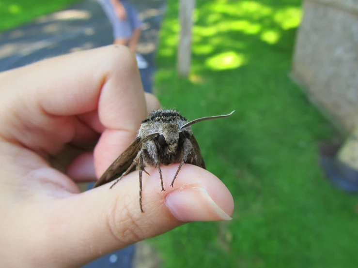 the tiny, fly like insect is being held up by someone