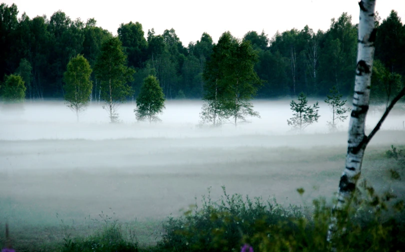 fog hanging in from of trees near a forest