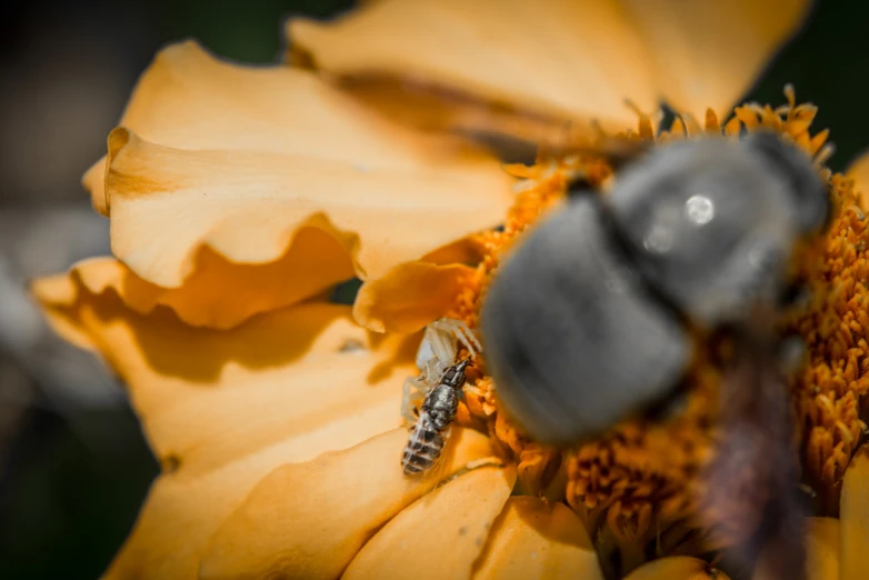 close up of a bum on a flower