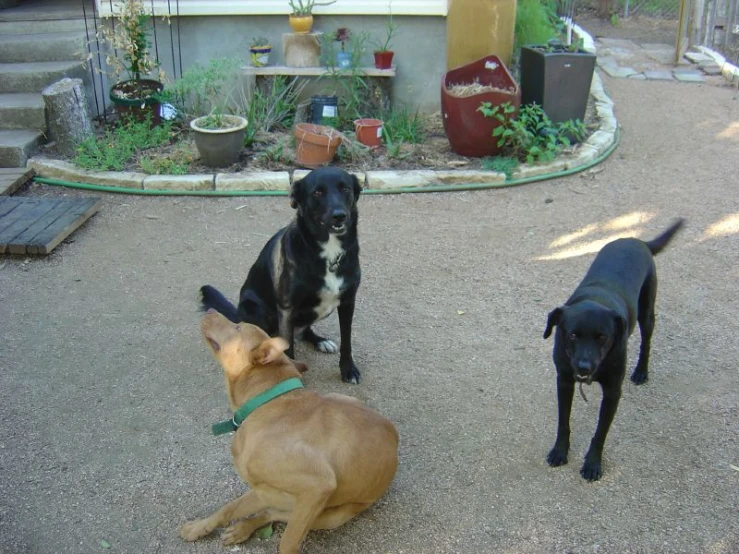 three dogs are sitting together outside in the yard