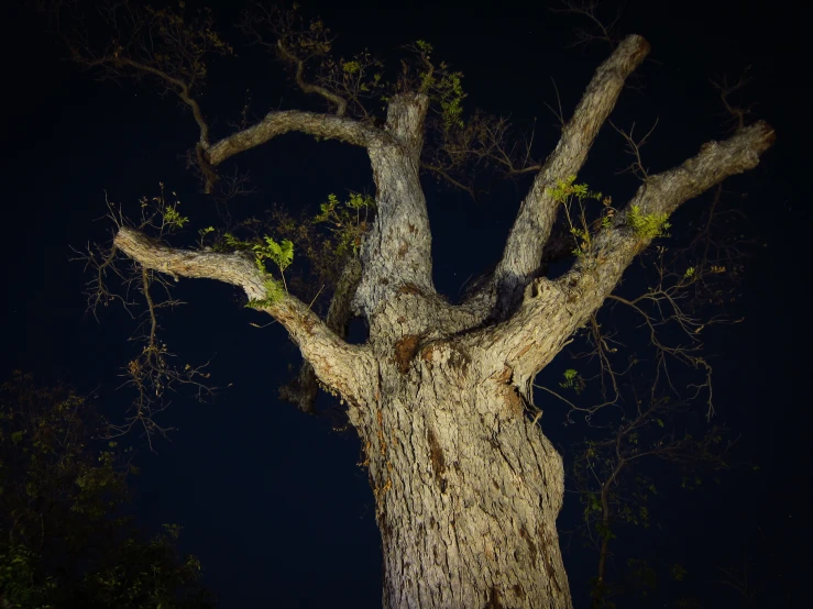 a very big tree with a light on it