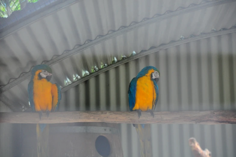 two colorful birds perched on a piece of wooden