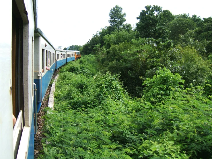 a train passing through trees and bushes in a clearing