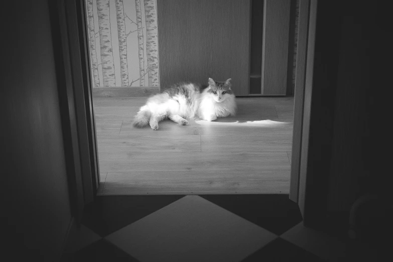 a small white dog laying on top of a hard wood floor