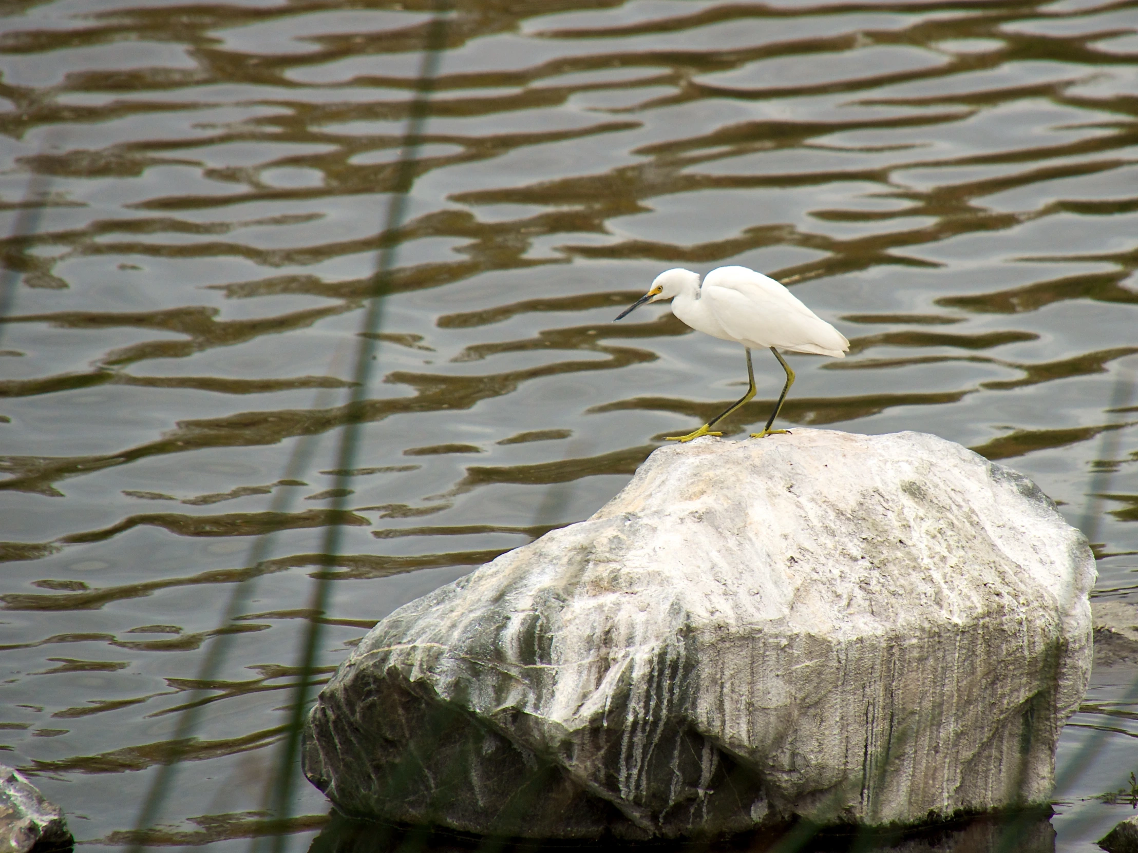 there is a bird that is sitting on top of the rock