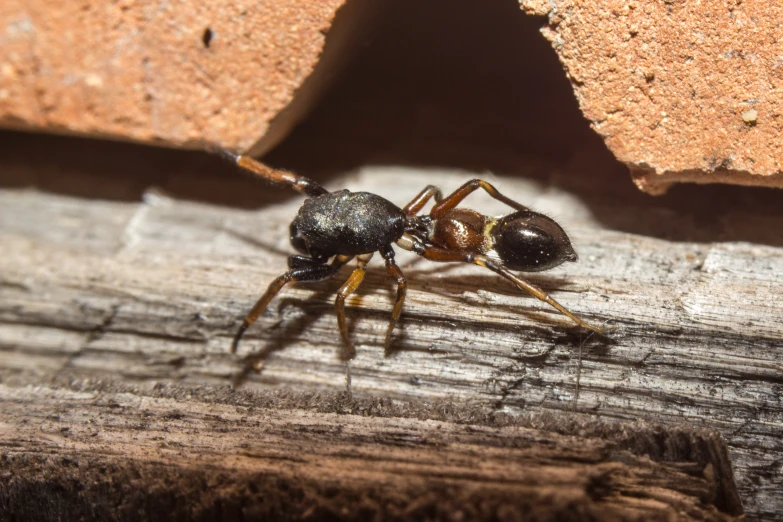 two black bugs are facing each other on a piece of wood