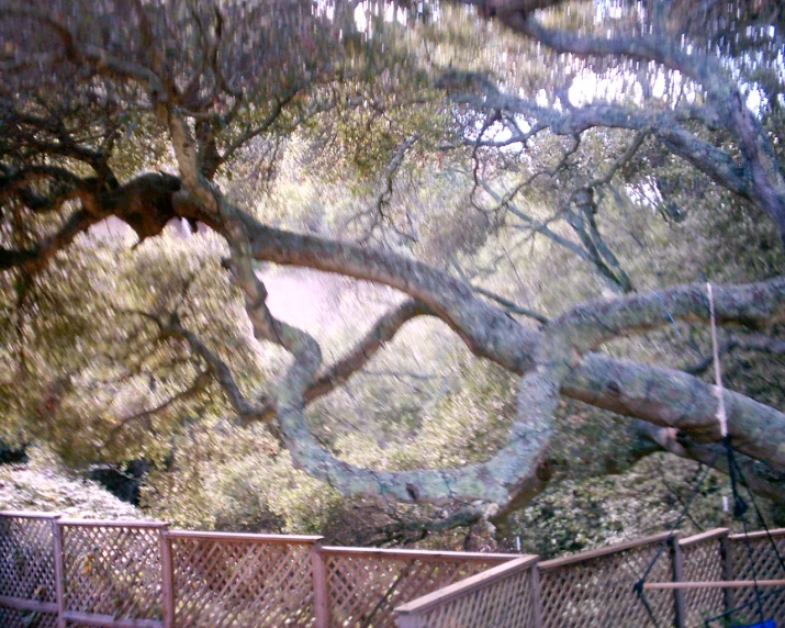 a large tree is standing over a fence