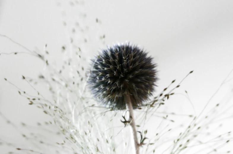 a vase with dried plant and buds in it