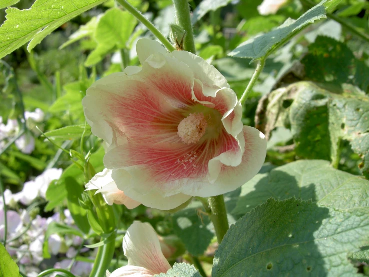 closeup of a pink and white flower surrounded by leafy foliage