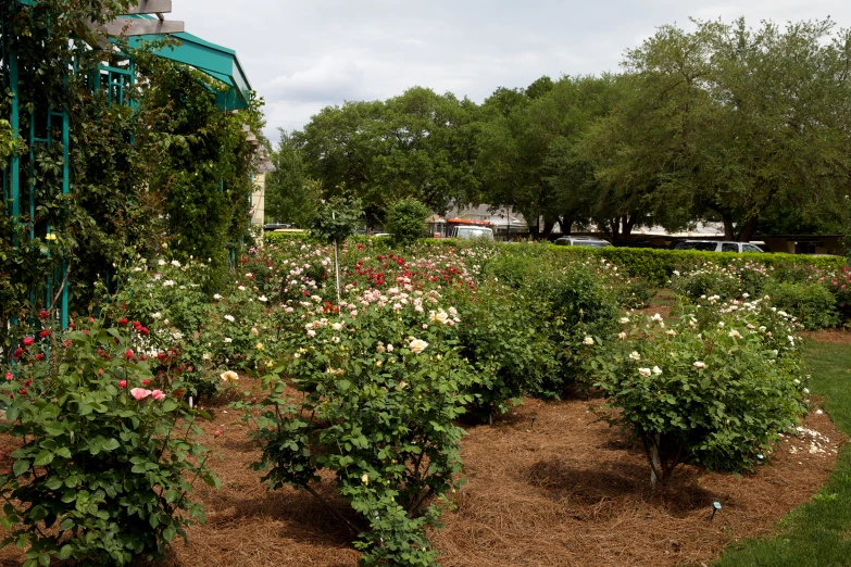 a variety of colorful flowers in a garden