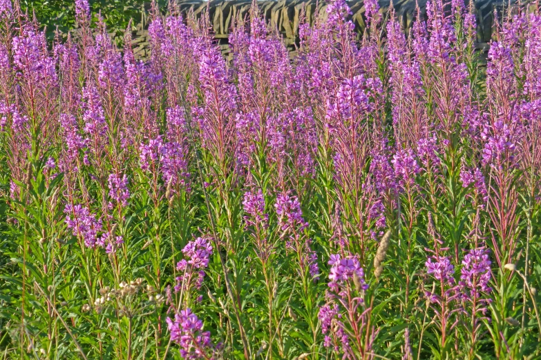 purple flowers growing in the grass by a fence