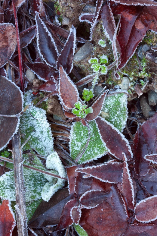 the frozen leaves have a bunch of green and purple