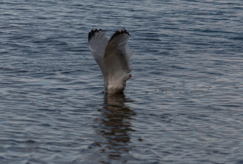 the body of water with a bird standing on it's head