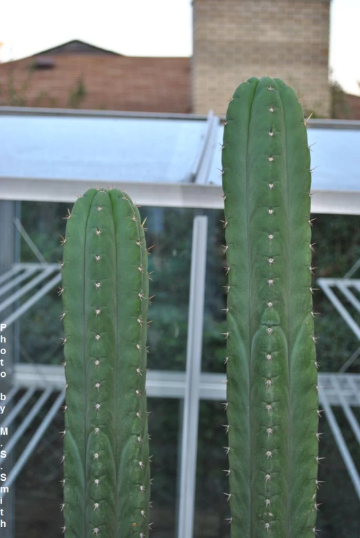 two green cactus with long spikes by windows