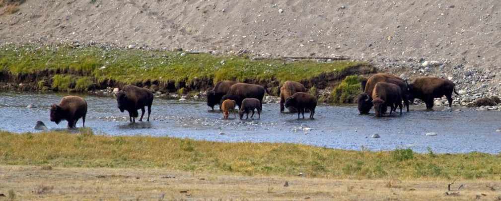 a herd of bison drink from a stream