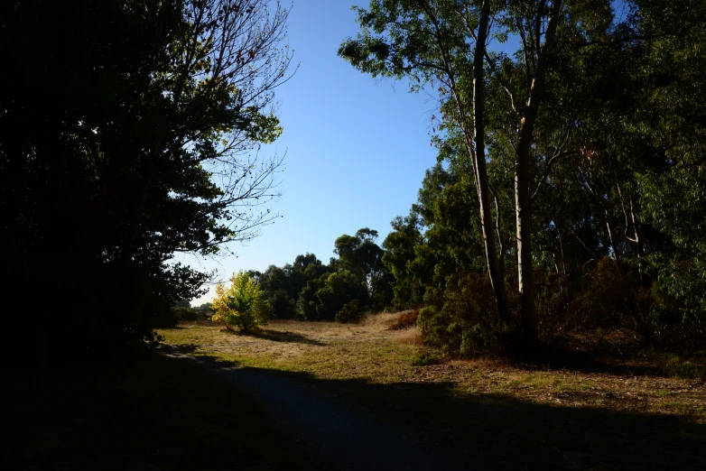 an empty road surrounded by trees and grass