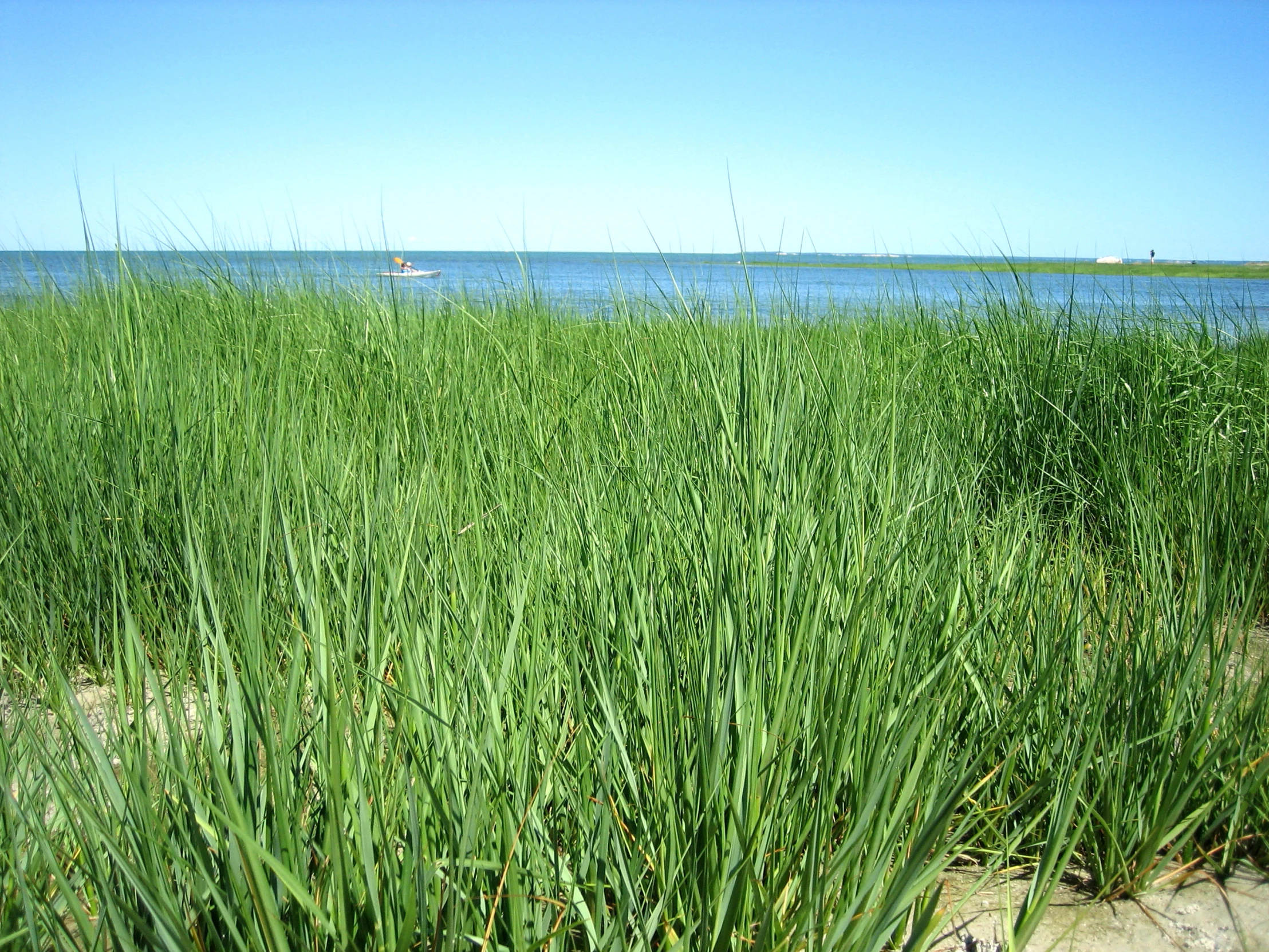 a field with tall green grass and a body of water