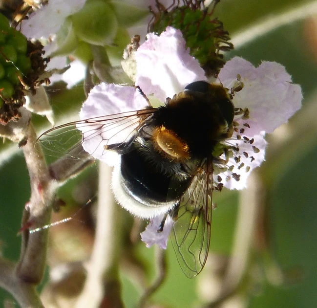 a large black and yellow bee sits on top of a purple flower