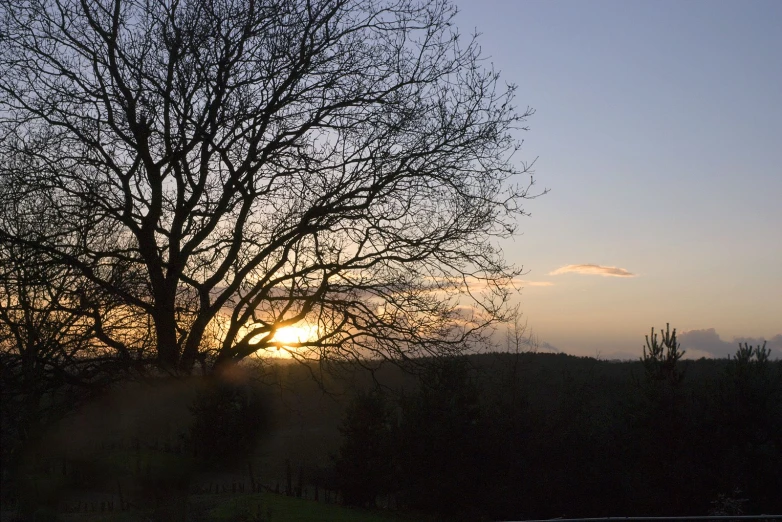 the sun setting behind some bare trees