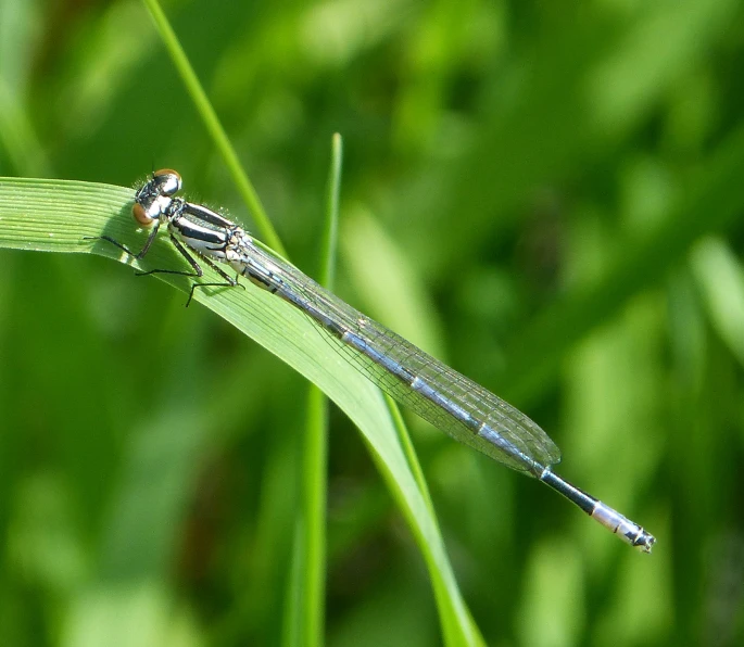 a blue and silver dragonfly perched on a blade of grass